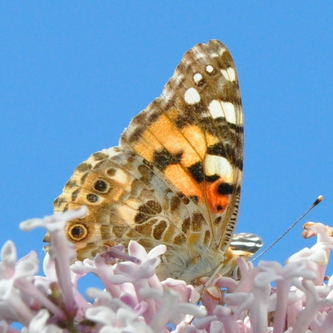 Tidselfugl%20%285%29